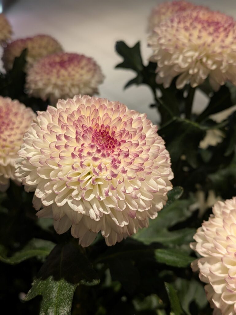 Ping pong mums have round blooms. The petals are white with pink tips.