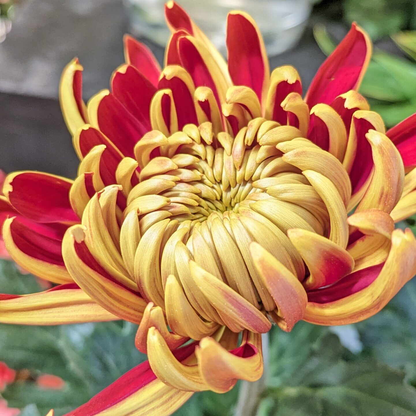 The inside of the petals are deep red, and the outside of the petals are orange-yellow. The variety is called Fuego Dark.